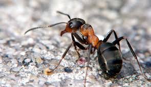 И вкъщи почти всяка година имаме проблем с мравките. Prevenciya I Metodi Za Borba S Mravki V Avtomobil Polezni Sveti 2021