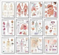 The Body Systems Chart Set Paperback