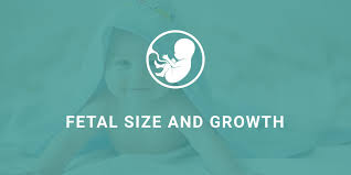 Fetal Size Small To Large Get Closer Look In Third Trimester