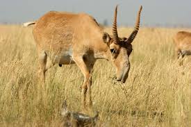 An exhaustive list of african animals with some stunning. The 10 Best Horns In The Animal World The Definitive List Bizarre Animals Weird Animals Most Endangered Animals