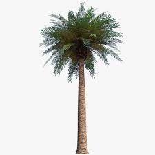 hd palm tree image in our system png