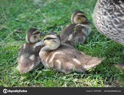 Mallard Ducks On Grass Cute Young Baby Birds Stock Photo