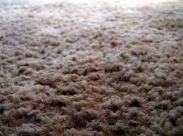 how to install foam backed carpet ehow