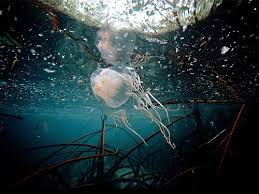 Die sogenannte seewespe gilt als giftigste quallenart der welt. Gefahrliche Tiere Die Seewespe Reiseversicherung Com