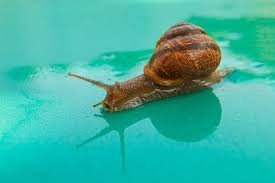 Premium Photo | A snail creeps on a green wet surface