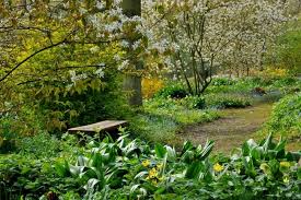 Tranquil Woodland Garden