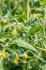 when why how to prune tomato plants