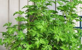 Follow these tips for citronella plant care and grow this plant. Citrosa The Mosquito Plant Milberger S Nurserymilberger S Nursery