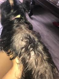 my dog is losing a lot of hair and has