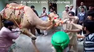 Big camel qurbani professional qasai eid ul adha 2016. Beautiful Camel Qurbani Eid Ul Adha Qurbani 2015 Video Dailymotion