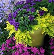 choosing plants for a perennial container