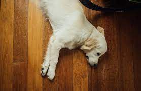 how to keep floors clean with dogs