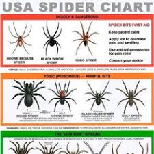 28 Best Spiders Images Spider Cool Bugs Jumping Spider