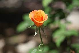 orange rose in close up photography