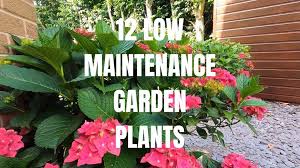 Low Maintenance Garden Plants