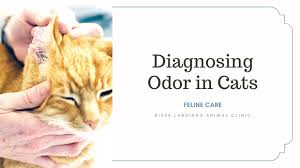 diagnosing odor in cats river