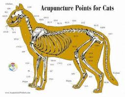 Cat Acupuncture Acupuncture Acupressure Acupuncture Points