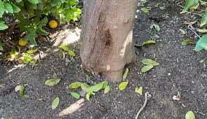 do citrus trees like acidic soil