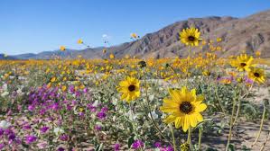 southern california wildflowers