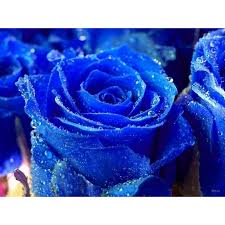 Σπόροι blue rose Τιμή 2 50