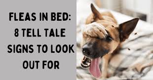 fleas in bed 8 tell tale signs to look