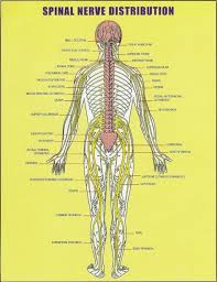 All About The Spinal Cord Spinal Nerve Distribution Chart