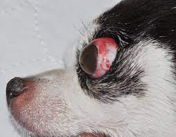 ocular proptosis in dogs and cats