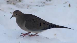 mourning doves not turtle doves for