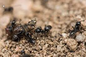 invasion de fourmis elles sont