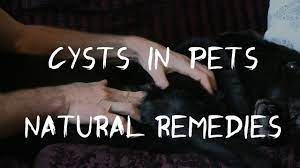cysts in dogs and cats 5 effective