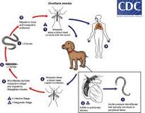what-animal-is-most-affected-by-heartworms
