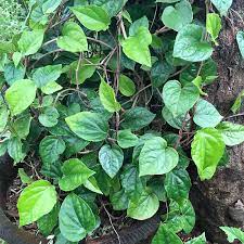 betel leaf plant amulya farms nursery