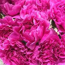 Beautiful pink carnation flowers isolated on pink background. Dark Pink Carnations Bulk Fresh Diy Wedding Flowers Flower Moxie