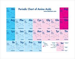 Sample Amino Acid Chart 16 Free Documents Download In