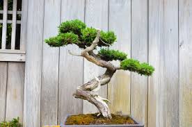 From chinese cedar bonsai, sargent juniper, creeping juniper (juniperus horizontalis) to a 'frozen bonsai' and many more. A Craft Brewery In Brazil Is Using Bonsai Trees To Make Beer