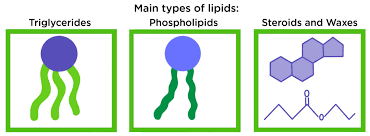 nnhsbiology honors lipids