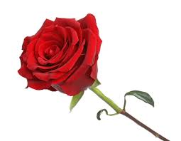 single red rose stock photos royalty