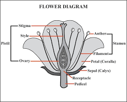The structure and functions of flowers. Welcoming The Tulips The Art Of Macro Photography Diagram Of A Flower Parts Of A Plant Parts Of A Flower