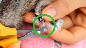 cutting nails terrapin hedgehogs