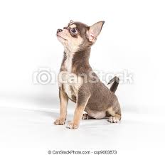 You would tend to feed puppies around 3 times a day (can be up to about 5 smaller meals as they are still growing). Chocolate And White Chihuahua Puppy 8 Weeks Old Standing In Front Of White Background Canstock