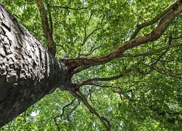 silver maple tree