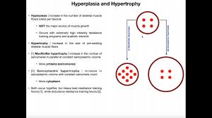 hyperplasia sarcoplasmic hypertrophy