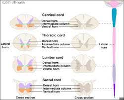 microscopic sections of spinal cord