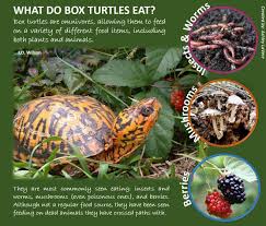 What Do Box Turtles Eat Turtle Facts Turtle Habitat Turtle