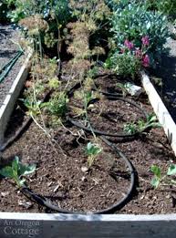 vegetable planting for fall what to