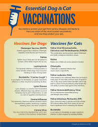 Always discuss puppy vaccinations at your regularly scheduled appointments. Essential Dog Cat Vaccinations Infographic Facts