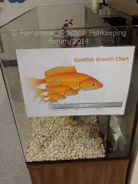 What Size Tank For Goldfish Injaf