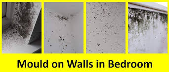 Mould On Walls Stop It And Remove It