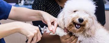 stress free way to trim your dog s nails