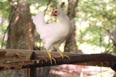 how-high-should-a-roost-be-for-a-chicken